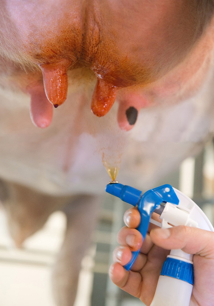 25702722 Boumatic UDDER DIP 19kg