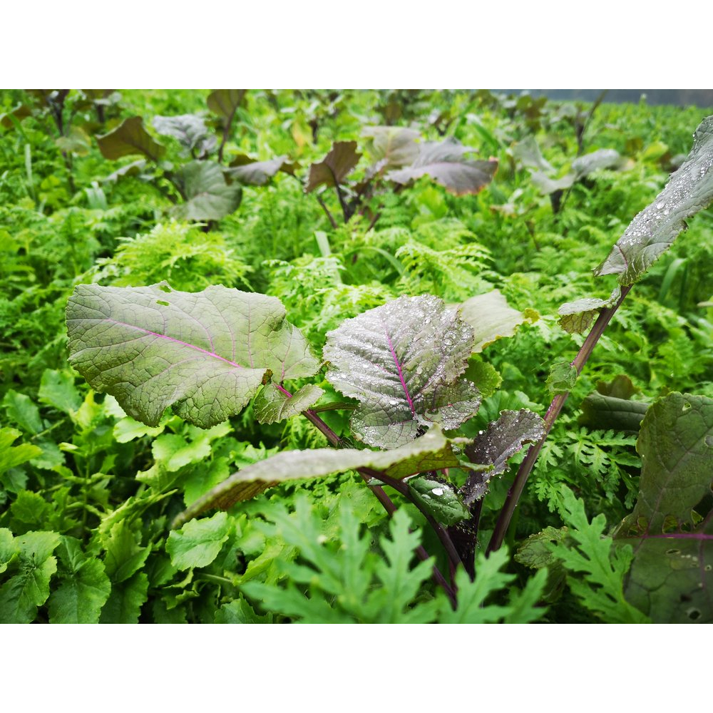 DSV TerraLife® BetaMaxx TR