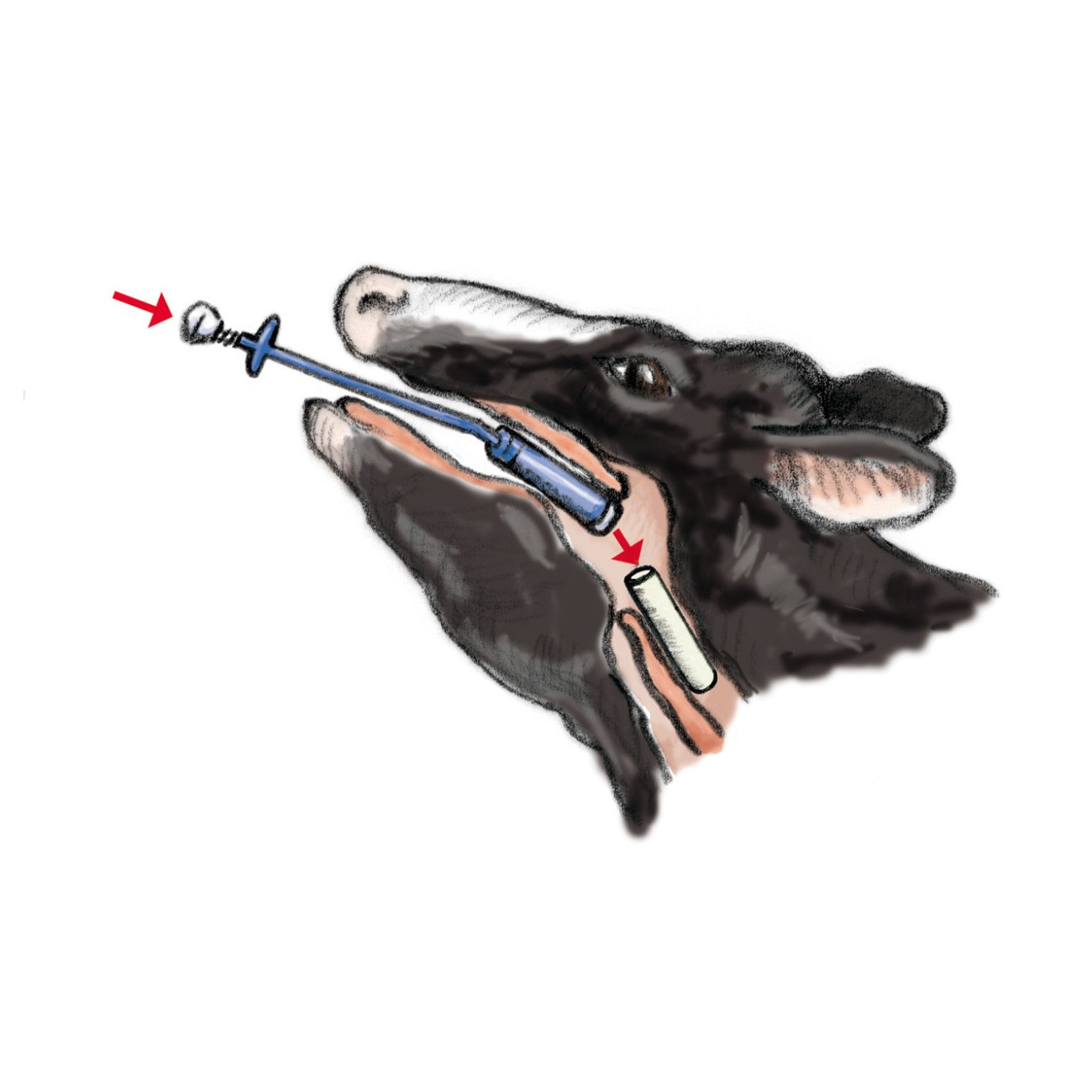 Kerbl Bolus und Käfigmagnet Eingeber - 70 cm lang
