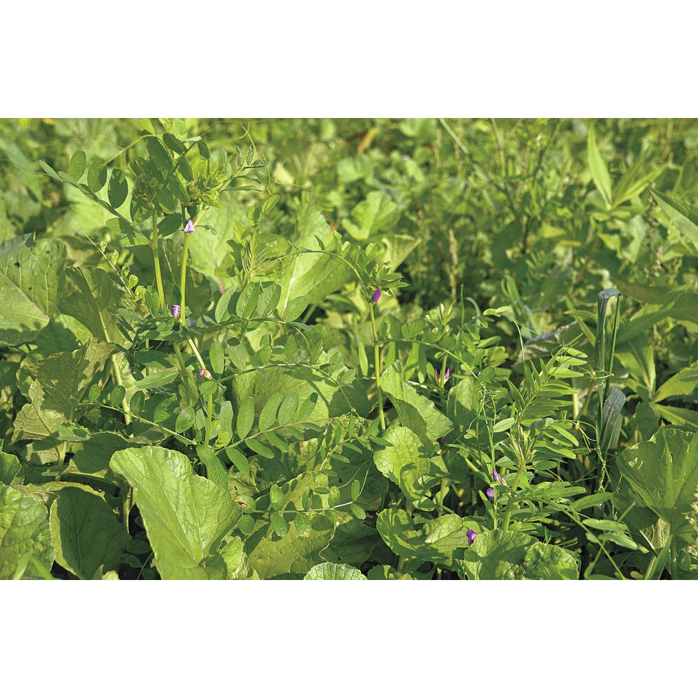 DSV TerraLife® BetaSola