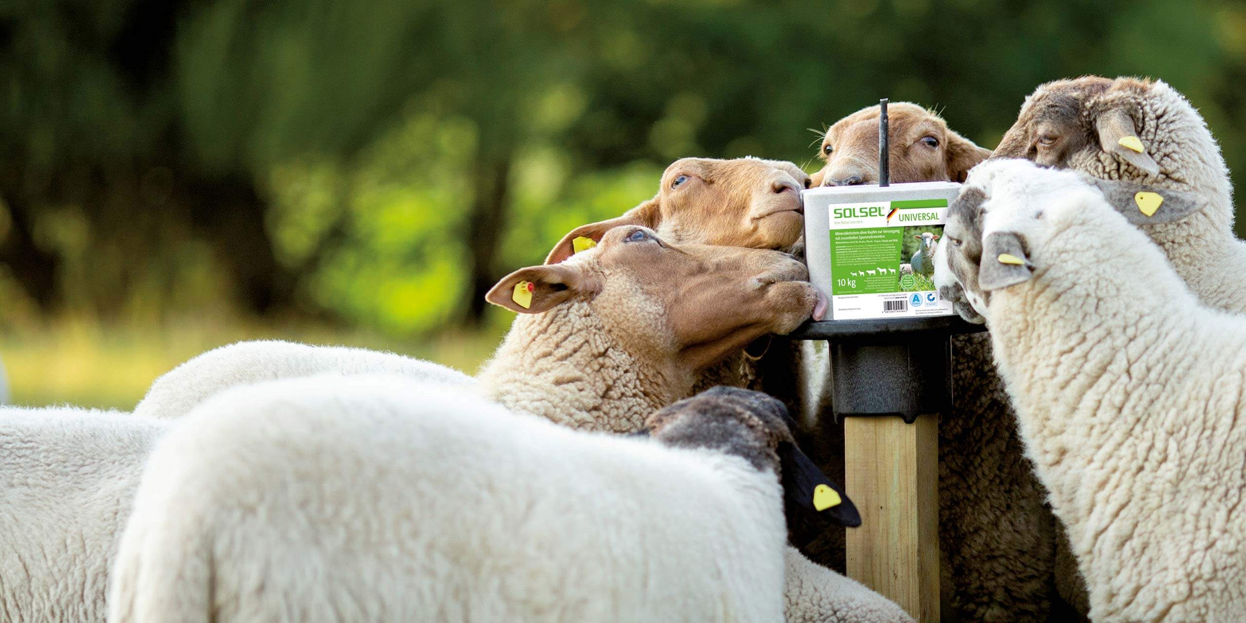 SOLSEL Universal Mineralleckstein 10 kg für Schafe, Rinder, Pferde, Ziegen und Wild SOLSEL Universal Mineralleckstein 10 kg ohne Kupfer – geeignet für Schafe, Rinder, Pferde, Ziegen und Wild
