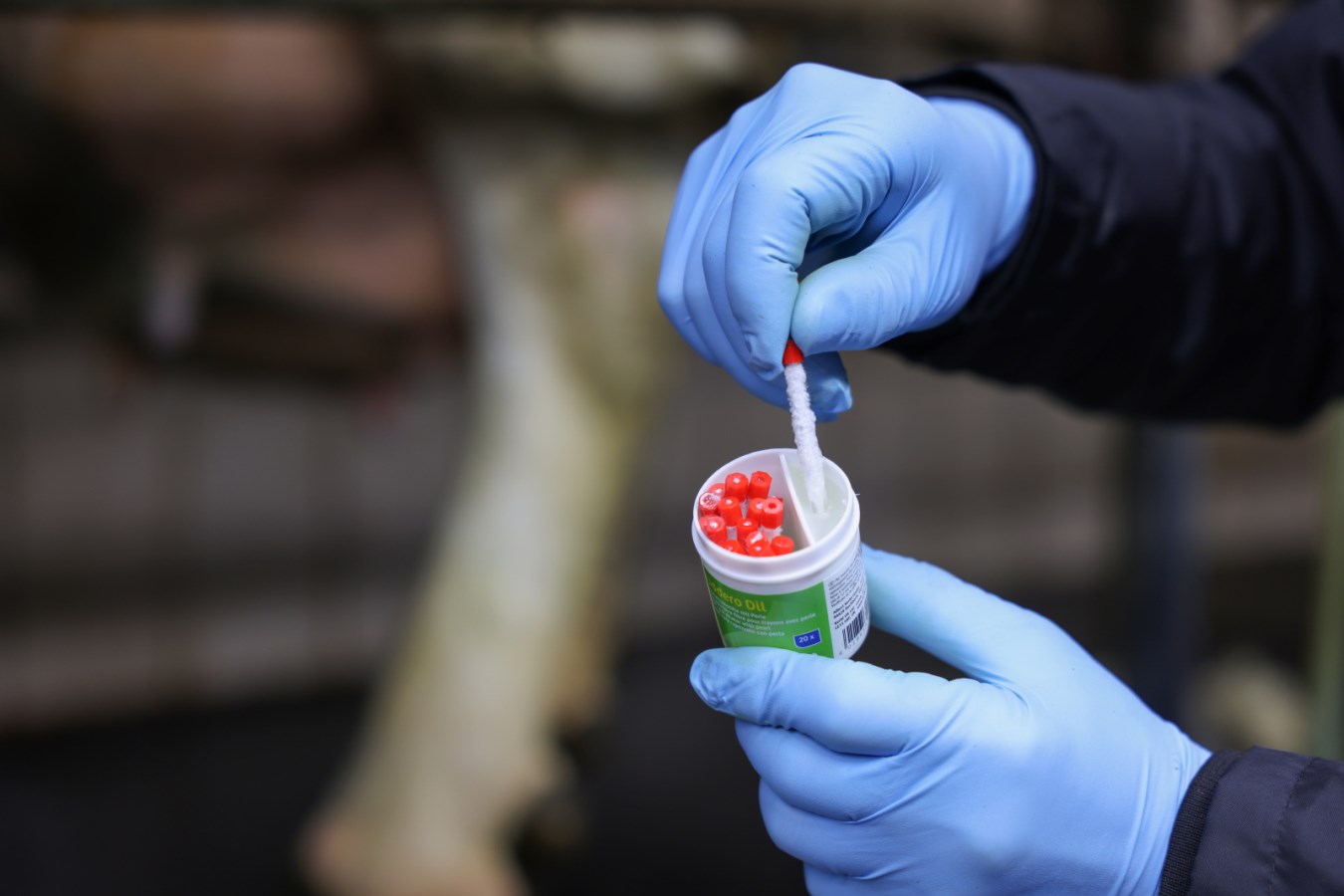 Anwendung Wollzitzenstift Uddero Dil mit Vaseline als Gleitmittel