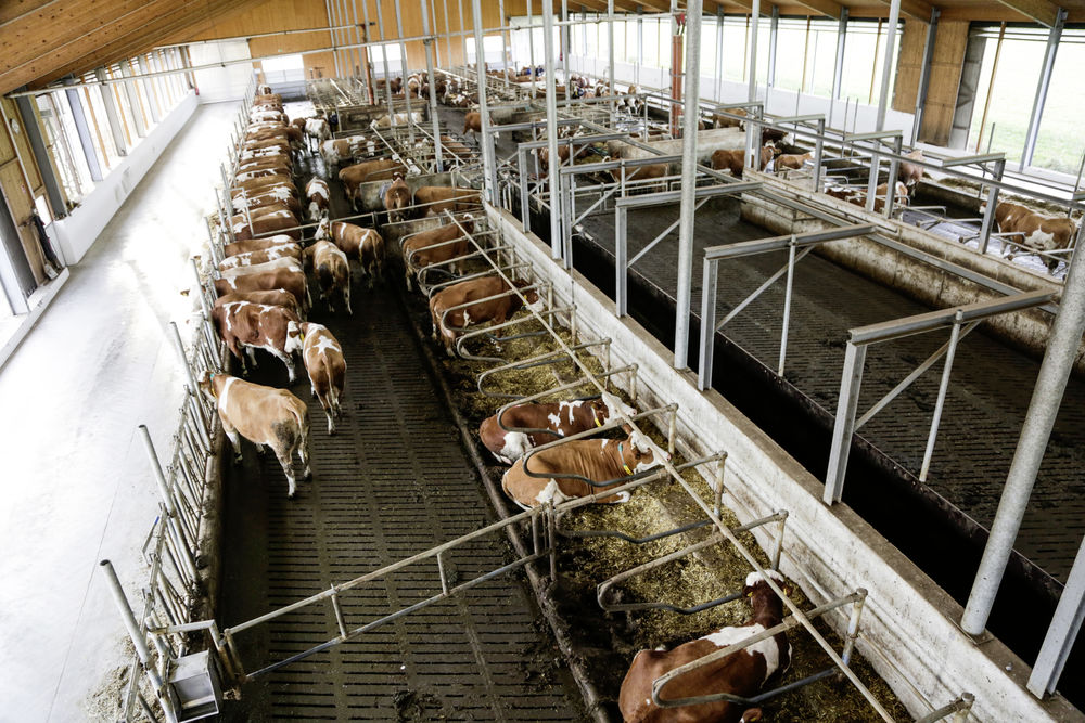 25748527-4 Außenkamera IPCam 360 RC/HD mit 4 fach optischer Zoom Stallkamera