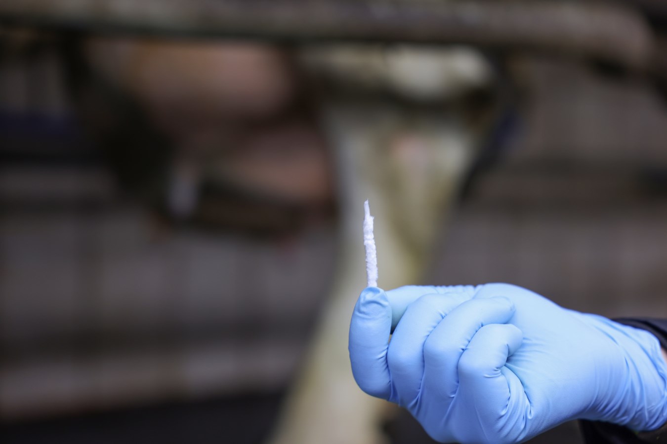 Grössenvergleich mit Hand Wollzitzenstift Uddero Dil mit Vaseline als Gleitmittel