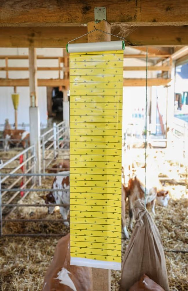 cit® FlyMaster Fliegenrolle | 7 m x 30 cm