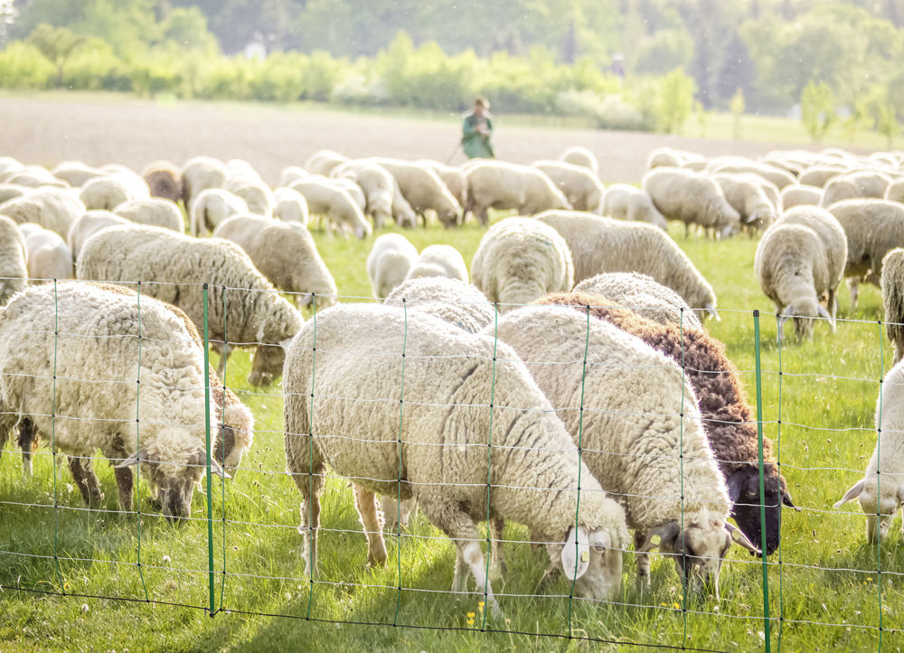 25748750 TopLine Plus Net Höhe 108cm -Doppelspitze 50 Meter