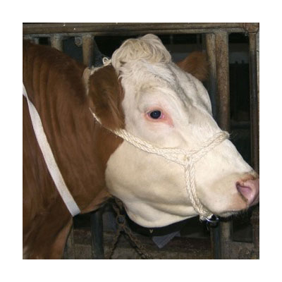 704876 Strickhalfter verstellbar