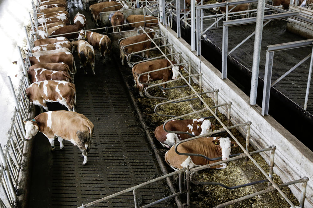 25748527-3 Außenkamera IPCam 360 RC/HD mit 4 fach optischer Zoom Stallkamera