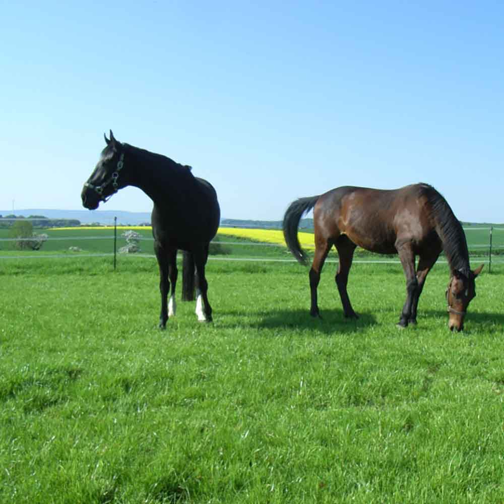 DSV Country Horse 2122