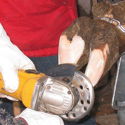 Klauenschneidscheibe 6 Cut