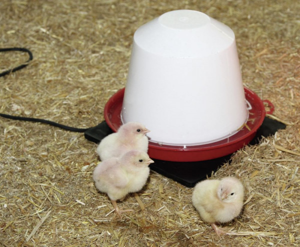 Wärmeplatte für Kleintiere und Geflügeltränken Auch zur Erhaltung der Nestwärme